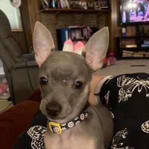 Meet your Posher, Robin